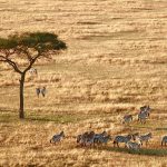 Outsourcing to South Africa